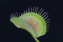 07-4755 Venus Flytrap Dionaea muscipula